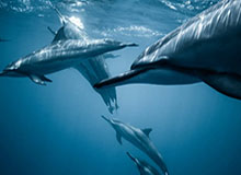 AL次局集锦：纳亚菲利团战游龙完美发挥，AL强势扳回一城